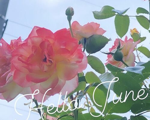 6E0AF57F-1C90-407C-A46C-5EFE75AAB507_1_201_a